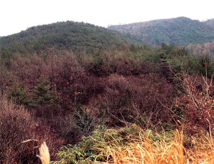 양산 중부동 고분군 — 양산중부동고분군