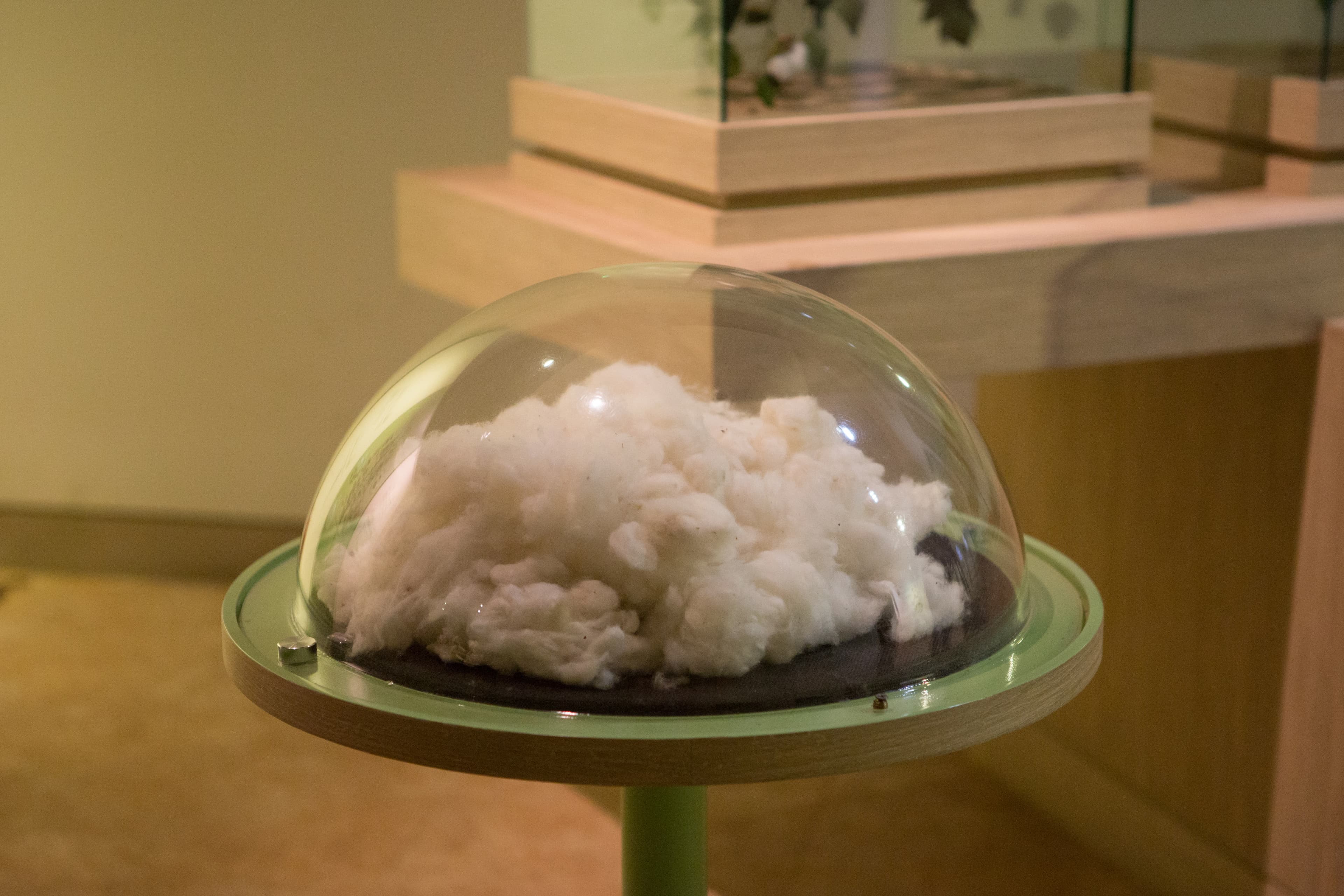 산청 목면시배 유지 — 산청 목면시배 유지_목화 (촬영년도 : 2015년)