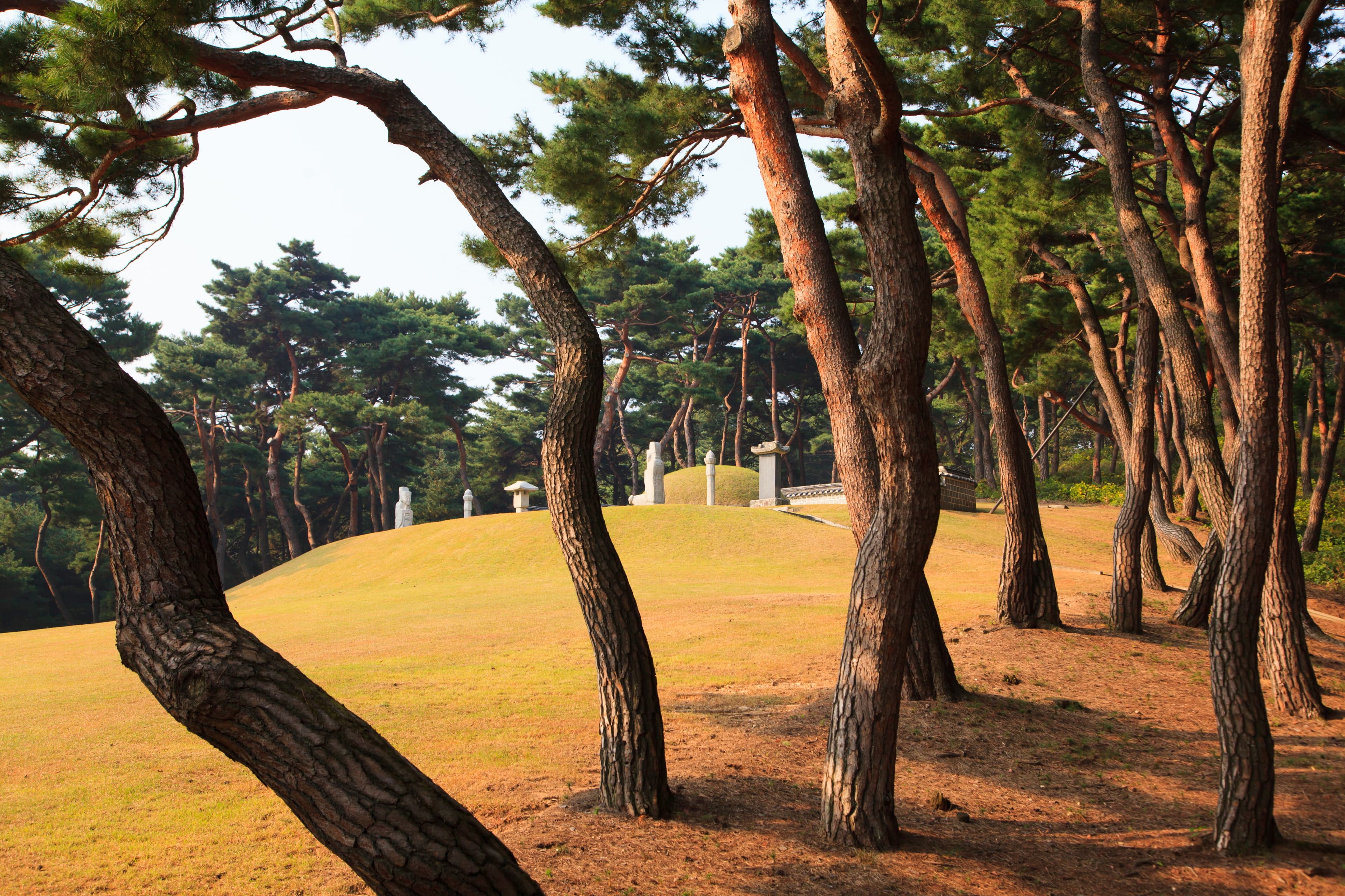 아산 이충무공묘 — 아산 이충무공묘_소나무 숲 (촬영년도 : 2015년)