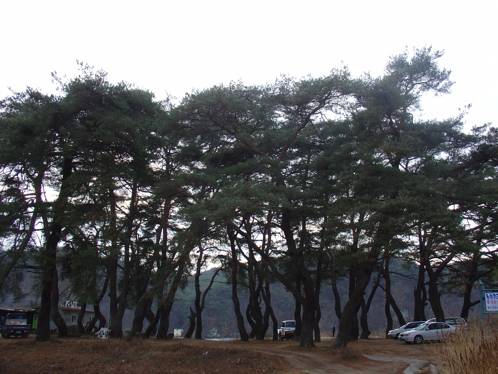 안동 백운정 및 개호송 숲 일원 — 개호송 숲 내부