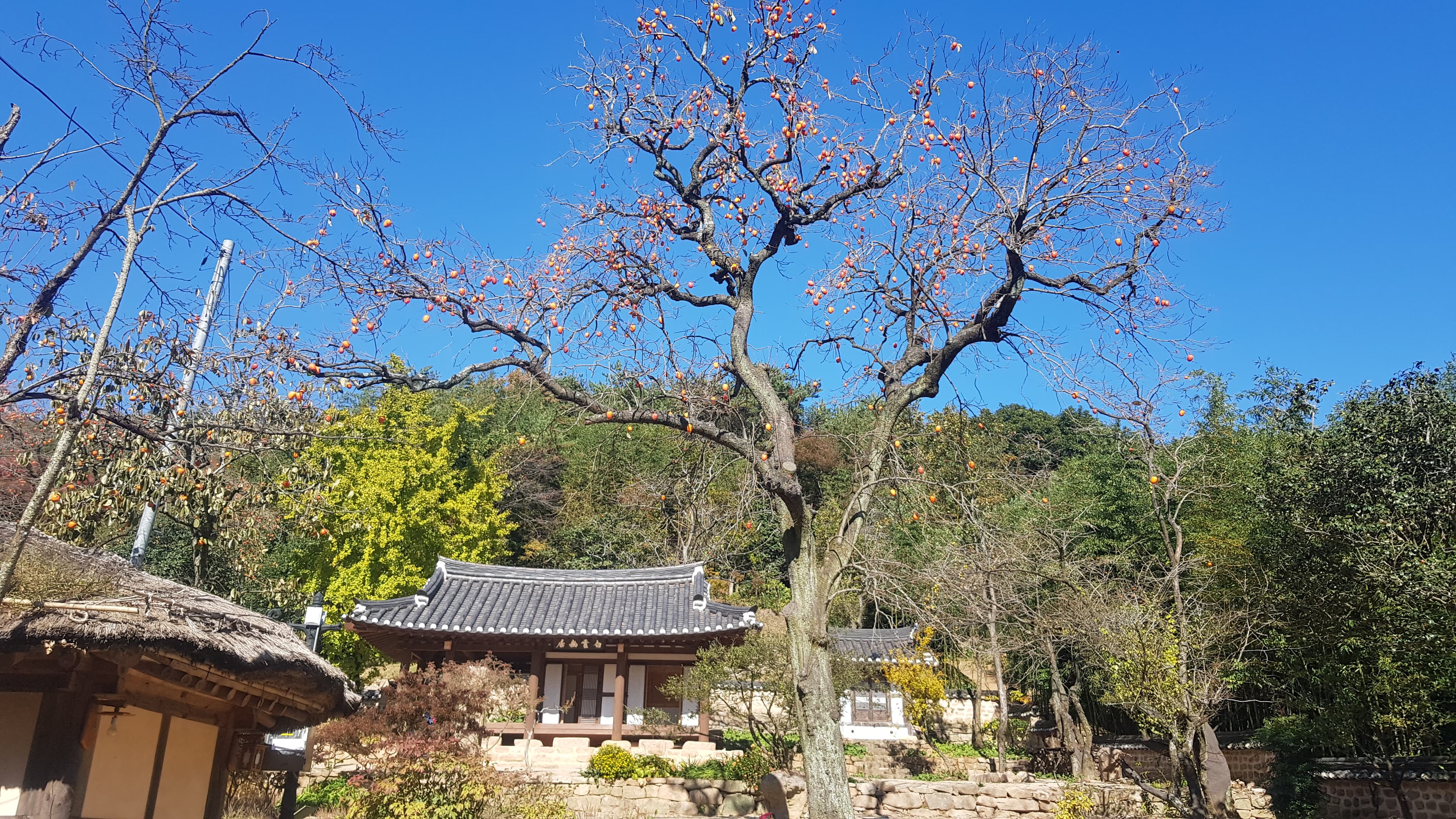 강진 백운동 원림 — 강진 백운동 원림