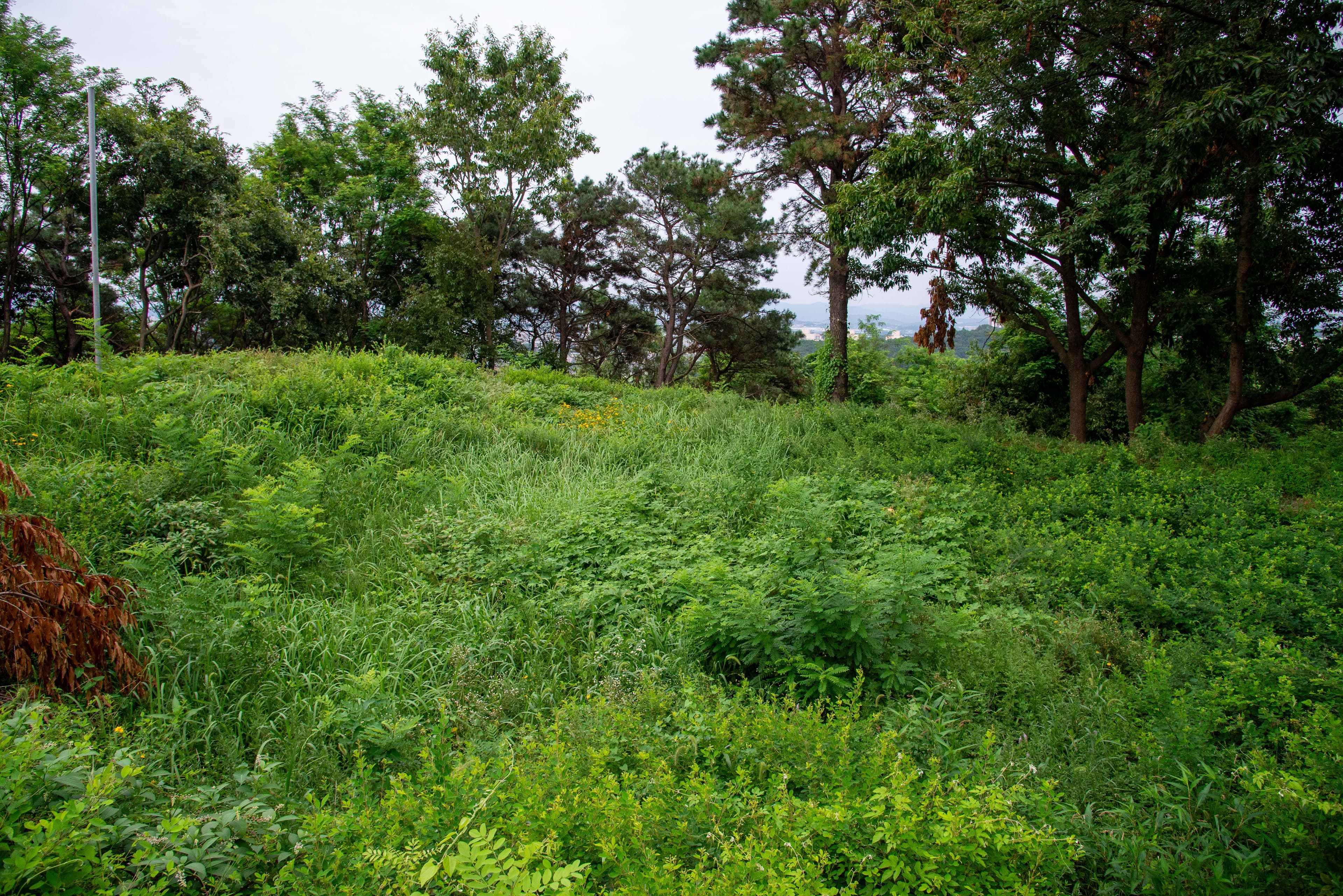 제5로 직봉 - 논산 황화대 봉수 유적 — 황화산봉수지(사진)_봉수지 전경 (촬영년도_2024년)